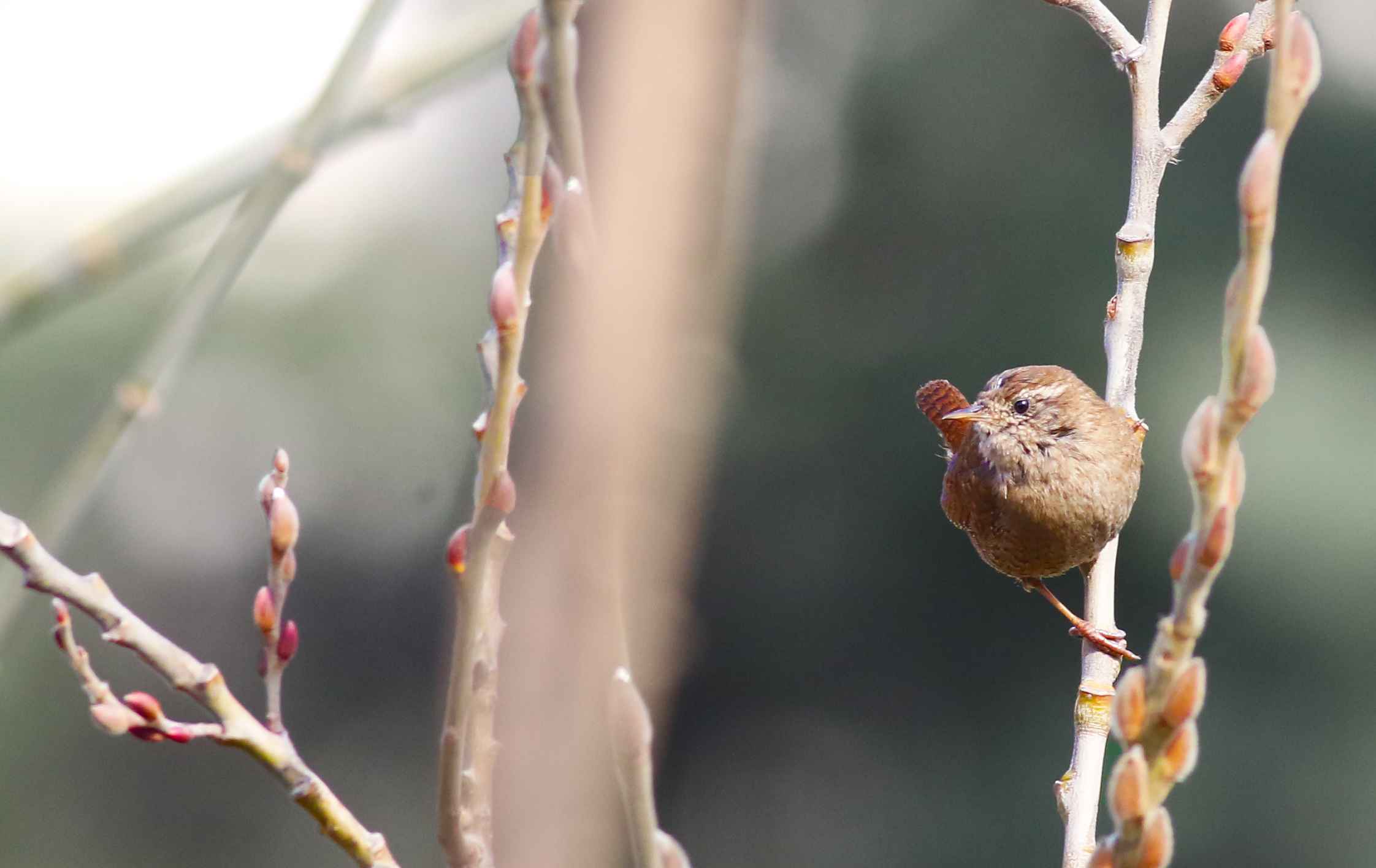 Eurasian Wren